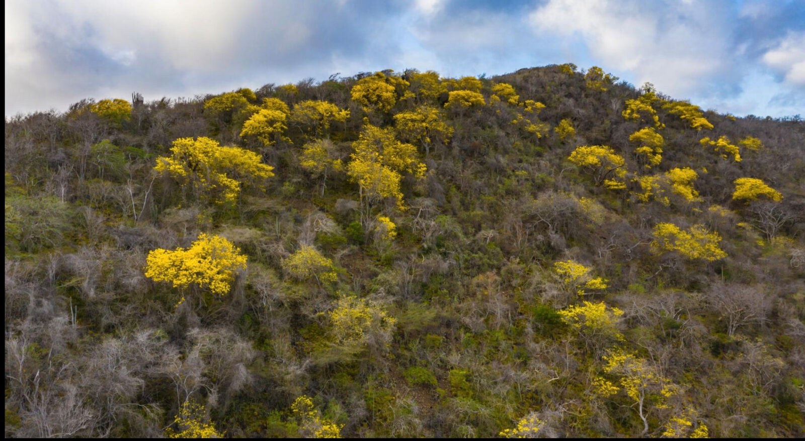 A Curaçao hillside covered with kibrahacha trees in full yellow bloom — the island's national tree, a living example of the natural assets that sustain local value and that sustainability thinking aims to protect
